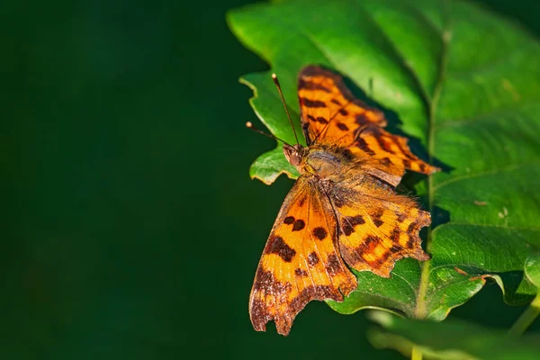 Comma Butterfly Polygonia Album Beautiful Brushfoot Butterfly European Fields Meadows — Stock Photo, Image