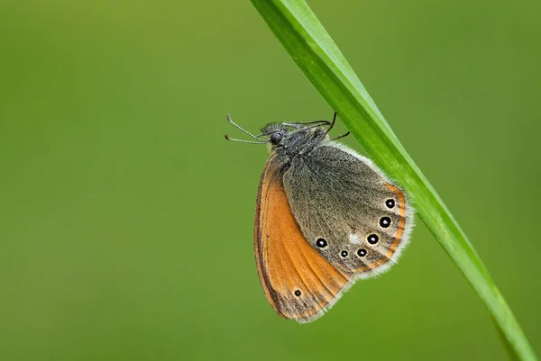 Chestnut Heath Coenonympha Glycerion 欧洲草地上隐藏的小蝴蝶 捷克共和国 Zlin — 图库照片