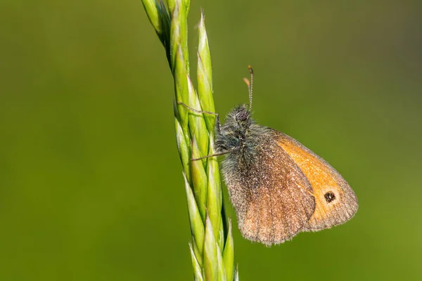 Mały Motyl Heath Coenonypha Pamphilus Piękny Brązowy Pomarańczowy Motyl Europy — Zdjęcie stockowe