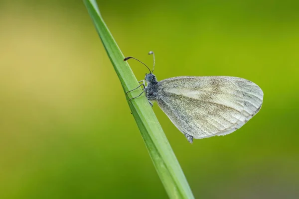 Cryptic Wood White Leptidea Juvernica Pequena Borboleta Branca Comum Prados — Fotografia de Stock