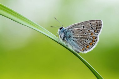 Ortak Mavi Kelebek - Polyommatus icarus, Avrupa çayır ve otlaklarından güzel renkli kelebek, Zlin, Çek Cumhuriyeti.