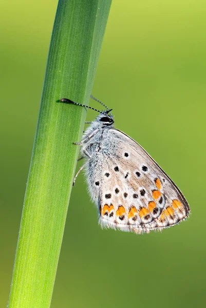 Mariposa Azul Común Polyommatus Icarus Hermoso Color Buttefly Prados Pastizales — Foto de Stock