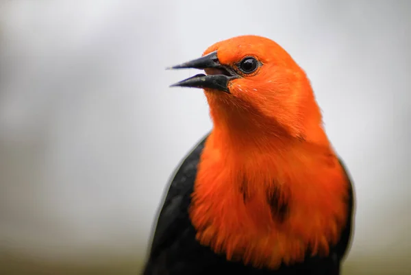 Scarlet Headed Blackbird Amblyramphus Holosericeus Portrait Beautiful Perching Bird South — Stock Photo, Image