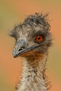 Emu - Dromaius novaehollandiae, Avustralya 'nın Avustralya savanalarından ve çalılarından büyük toprak popüler kuşun portresi.