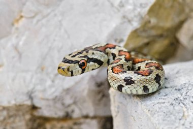 Leopar Yılan - Zamenis situla, Güney Avrupa kaya ve çalılarından güzel renkli yılan, Pag Adası, Hırvatistan.