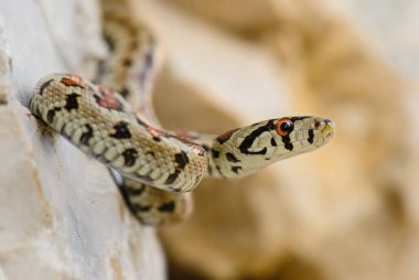 Leopar Yılan - Zamenis situla, Güney Avrupa kaya ve çalılarından güzel renkli yılan, Pag Adası, Hırvatistan.