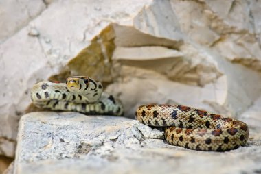 Leopar Yılan - Zamenis situla, Güney Avrupa kaya ve çalılarından güzel renkli yılan, Pag Adası, Hırvatistan.