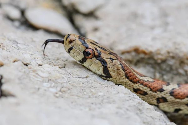 Leopard Snake Zamenis Situla Bela Cobra Colorida Sul Europa Rochas — Fotografia de Stock