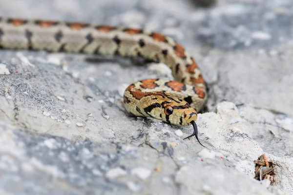 Leopard Snake Zamenis Situla Piękny Kolorowy Wąż Południowoeuropejskich Skał Krzewów — Zdjęcie stockowe