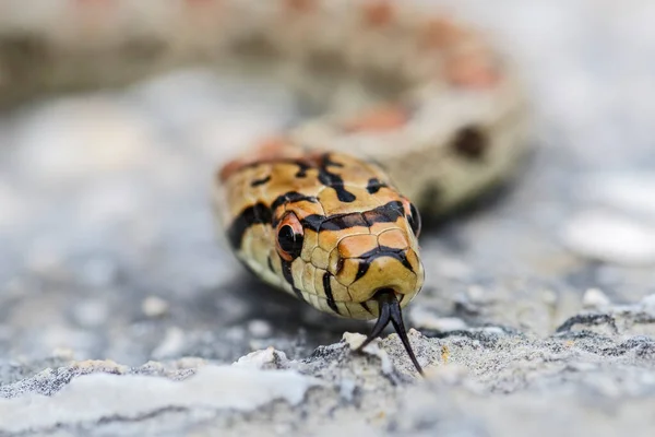 Leopard Snake Zamenis Situla Bela Cobra Colorida Sul Europa Rochas — Fotografia de Stock