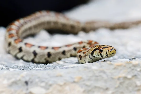 Leopard Snake Zamenis Situla Piękny Kolorowy Wąż Południowoeuropejskich Skał Krzewów — Zdjęcie stockowe