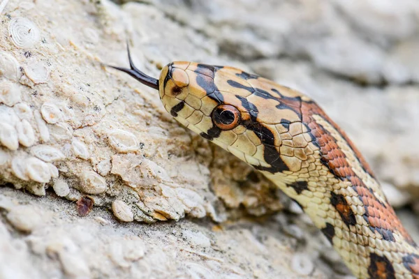 Leopard Snake Zamenis Situla Bela Cobra Colorida Sul Europa Rochas — Fotografia de Stock