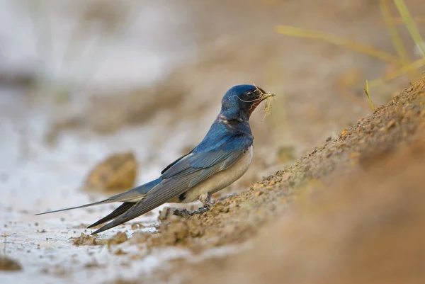 Barn Swallow Hirundo Rustica Красивий Популярний Птах Європи Острів Паг — стокове фото