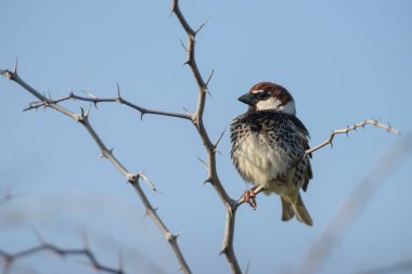 İspanyol Serçesi - Yoldan geçen Hispaniolensis, Güney Avrupa çalıları ve çayırlarından tüneyen kahverengi küçük kuş, Pag Adası, Hırvatistan.