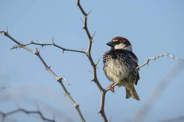 Gorrión Español Passer Hispaniolensis Pequeño Pájaro Pardo Arbustos Prados Del —  Fotos de Stock