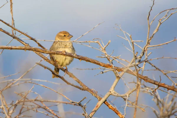 Spanish Sparrow Passer Hispaniolensis Brown Small Perching Bird South European — Stock Photo, Image