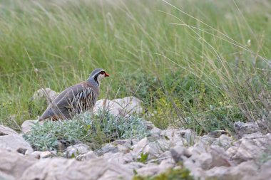 Kaya Partridge - Alectoris Graeca, Güneydoğu Avrupalı güzel renkli kuş çalılar, kayalar, Pag Adası, Hırvatistan.