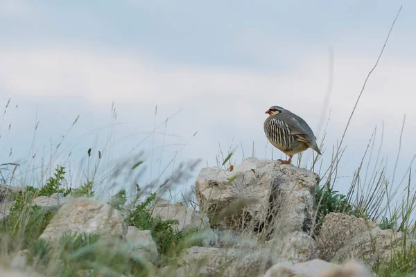 Rock Partridge Alectoris Graeca Bellissimo Uccello Dai Cespugli Del Sud — Foto Stock