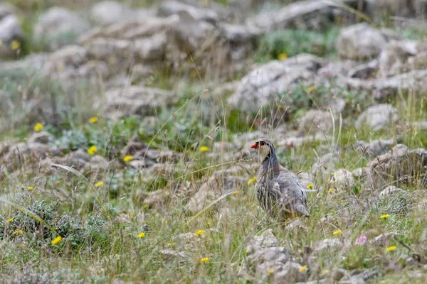 Rock Partridge Alectoris Graeca Vacker Färgad Fågel Från Sydeuropeiska Buskar — Stockfoto