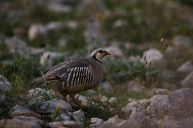 Kaya Partridge - Alectoris Graeca, Güneydoğu Avrupalı güzel renkli kuş çalılar, kayalar, Pag Adası, Hırvatistan