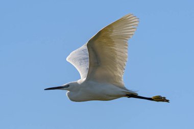 Küçük Egret - Egretta Garzetta, Avrasya tatlı sularından güzel beyaz balıkçıl, Pag Adası, Hırvatistan.
