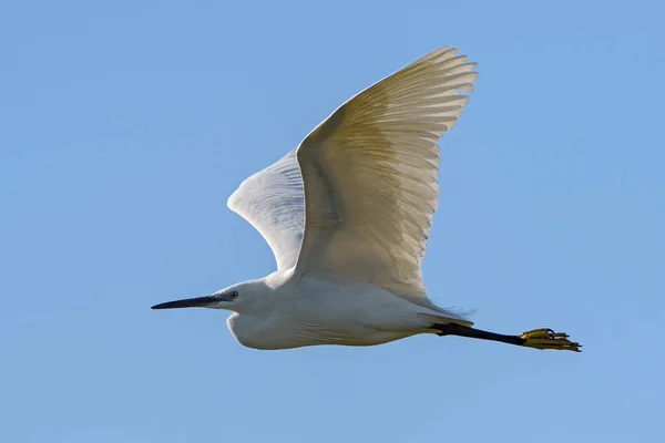 Küçük Egret Egretta Garzetta Avrasya Tatlı Sularından Güzel Beyaz Balıkçıl — Stok fotoğraf