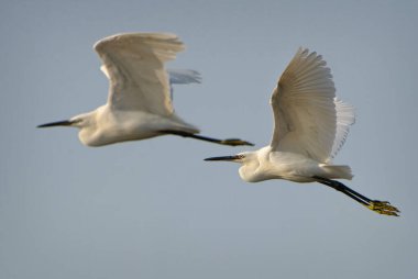 Küçük Egret - Egretta Garzetta, Avrasya tatlı sularından güzel beyaz balıkçıl, Pag Adası, Hırvatistan.