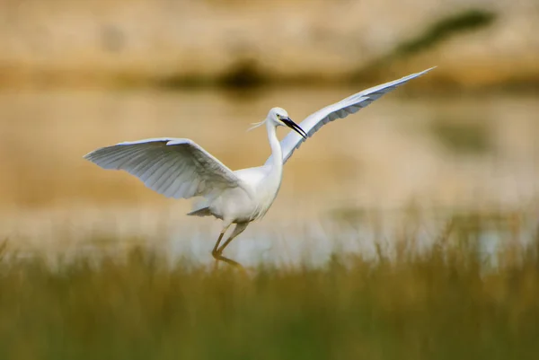 Little Egret Egretta Garzetta Beautiful White Little Egret Euroasian Fresh — Stock Photo, Image