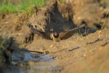 Ahır Kırlangıcı - Hirundo rustica, Avrupa, Pag Adası, Hırvatistan 'dan güzel ve popüler tünemiş kuş.