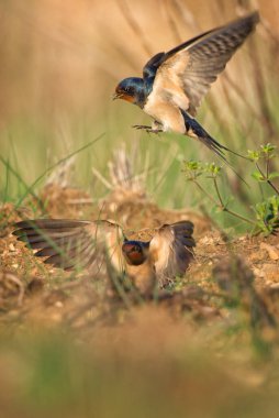 Ahır Kırlangıcı - Hirundo rustica, Avrupa, Pag Adası, Hırvatistan 'dan güzel ve popüler tünemiş kuş.