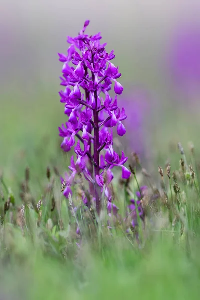 Loose Flowered Orchid Orchis Laxiflora Beautiful Pink Flowered Plant European — Stock Photo, Image