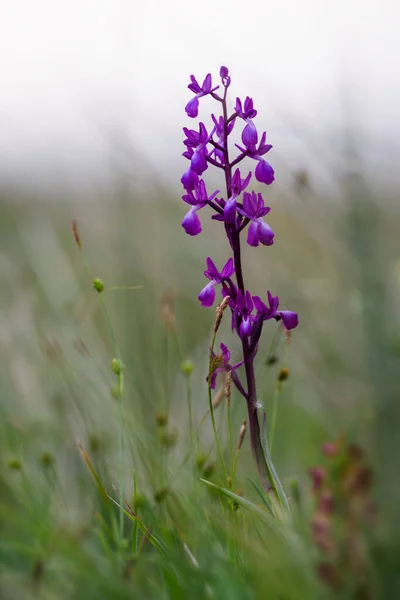 Loose Flowered Orchid Orchis Laxiflora Beautiful Pink Flowered Plant European — Stock Photo, Image