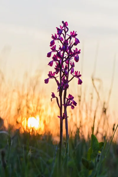 Orquídea Flor Solta Orchis Laxiflora Bela Planta Flores Rosa Prados — Fotografia de Stock