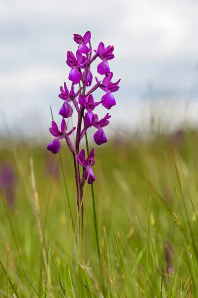 Luźno Kwitnąca Orchidea Orchidea Laxiflora Piękna Różowo Kwitnąca Roślina Europejskich — Zdjęcie stockowe