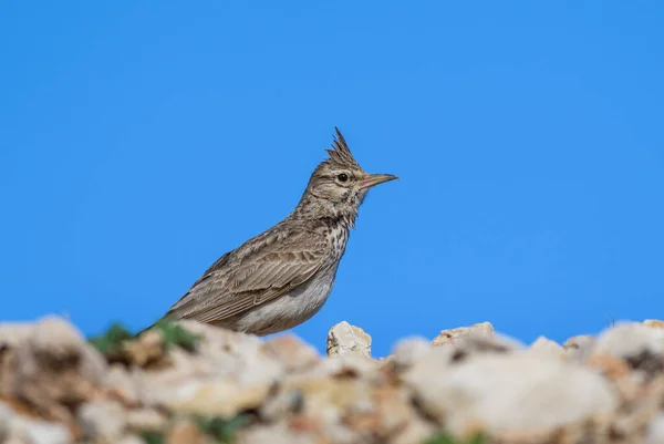 Crested Lark Galerida Cristata Perching Bird European Meadows Grasslands Pag — Stock Photo, Image