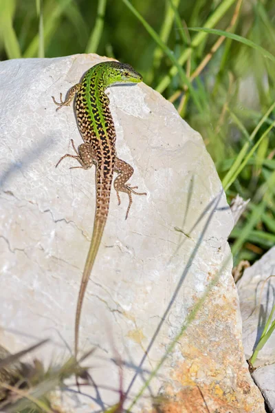 Green Lizard Lacerta Viridis Κροατία Όμορφη Μικρή Σαύρα Από Ευρωπαϊκά — Φωτογραφία Αρχείου