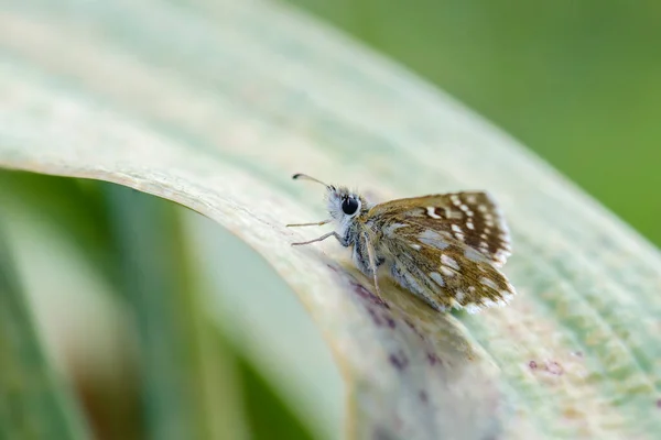 Orbed Red Underwing Skipper Spialia Orbifer Piękny Motyl Południowo Wschodniej — Zdjęcie stockowe