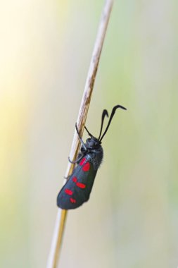 Altı noktalı Burnet - Zygaena filipendulae, Avrupa çayır ve bahçelerinden güzel özel kelebek, Pag Adası, Hırvatistan.
