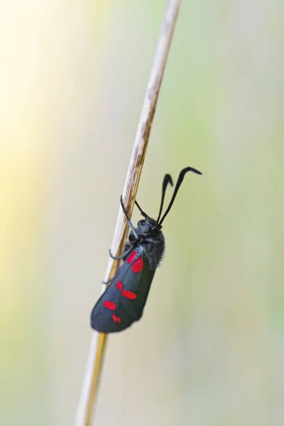 Six Spot Burnet Zygaena Filipendulae Beautiful Special Butterfly European Meadows — Stock Photo, Image