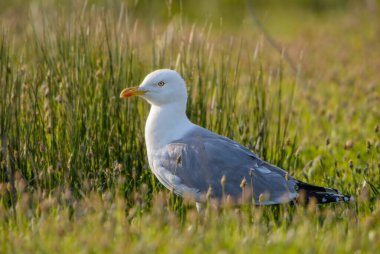 Sarı bacaklı martı - Larus michahellis, Avrupa kıyıları ve mevsimlerinden yaygın martı, Pag Adası, Hırvatistan.