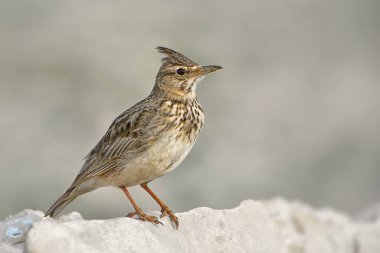 Crested Lark - Galerida cristata, Avrupa çayır ve otlaklarından tüneyen kuş, Pag Adası, Hırvatistan.