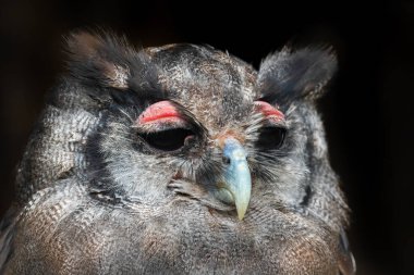 Verreaux 'nun Kartal Baykuşu - Bubo lacteus, Afrika ormanlarından ve ormanlarından güzel büyük baykuşun portresi, Kenya.