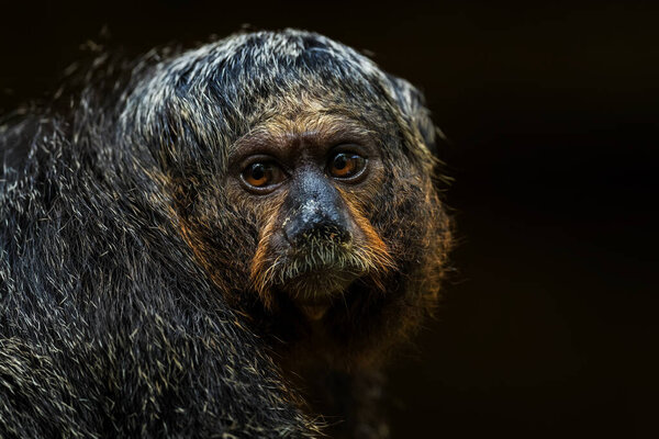 Фанан Саки - Pithecia pithecia, красивый редкий застенчивый примат из Южной Америки, Бразилия
.