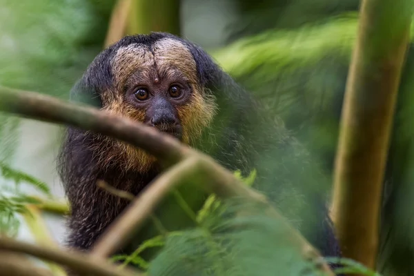 Guianan Saki Pithecia Pithecia Hermoso Primate Tímido Raro Los Bosques — Foto de Stock