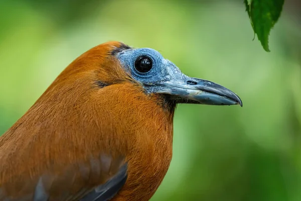 Capuchinbird Perissocephalus Tricolor Vacker Speciell Fågel Från Sydamerikanska Skogar Amazon — Stockfoto