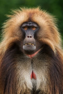 Gelada Baboon - Theropithecus gelada, Etiyopya 'nın Semien Dağları' ndan güzel bir primat..