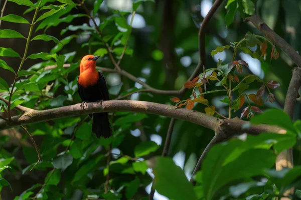 Blackbird Cabeça Escarlate Amblyramphus Holosericeus Retrato Belo Pássaro Empoleirado Zonas — Fotografia de Stock