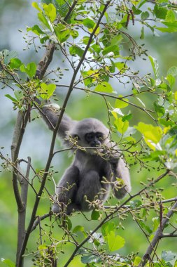 Gümüş Gibbon - Hyloates moloch, Endonezya 'nın Java ormanlarında yaşayan güzel primat..