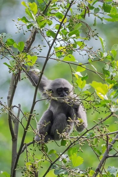 Silvery Gibbon Hylobates Moloch Gyönyörű Főemlős Endemikus Jávai Erdőkben Indonéziában — Stock Fotó
