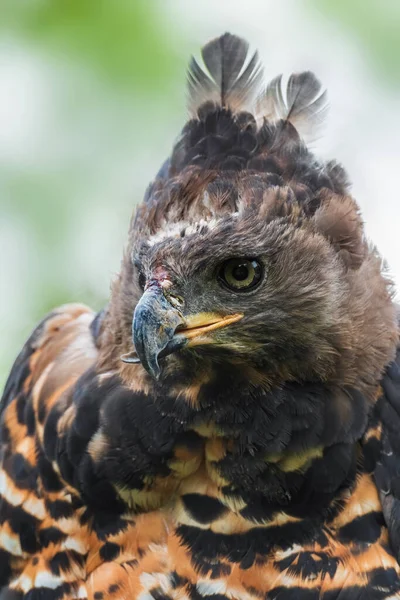 Crowned Hawk Eagle Stephanoaetus Coronatus Portrait Beautiful Large Hawk Eagle — Stock Photo, Image